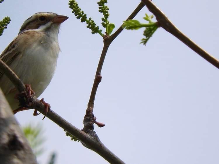 Clay-colored Sparrow - ML449271131
