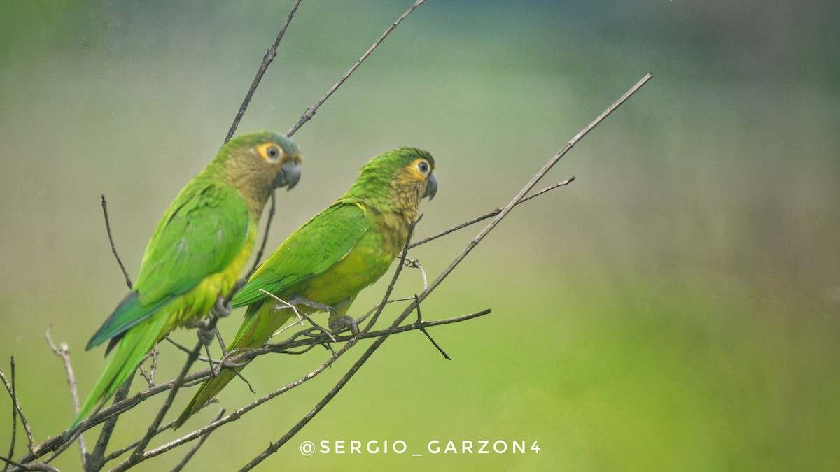 Brown-throated Parakeet - Sergio  Garzón Casallas