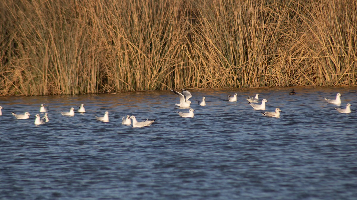 Andean Gull - ML449271581