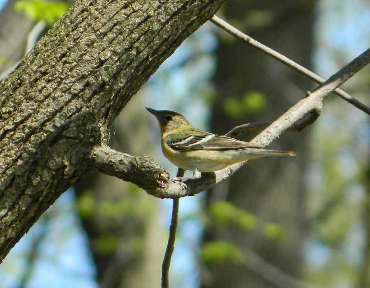 Bay-breasted Warbler - ML449271641