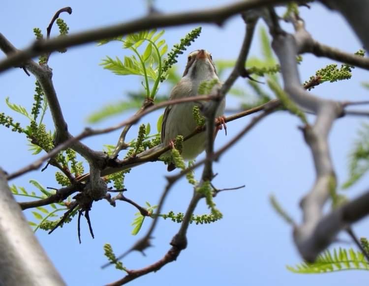 Clay-colored Sparrow - ML449271801