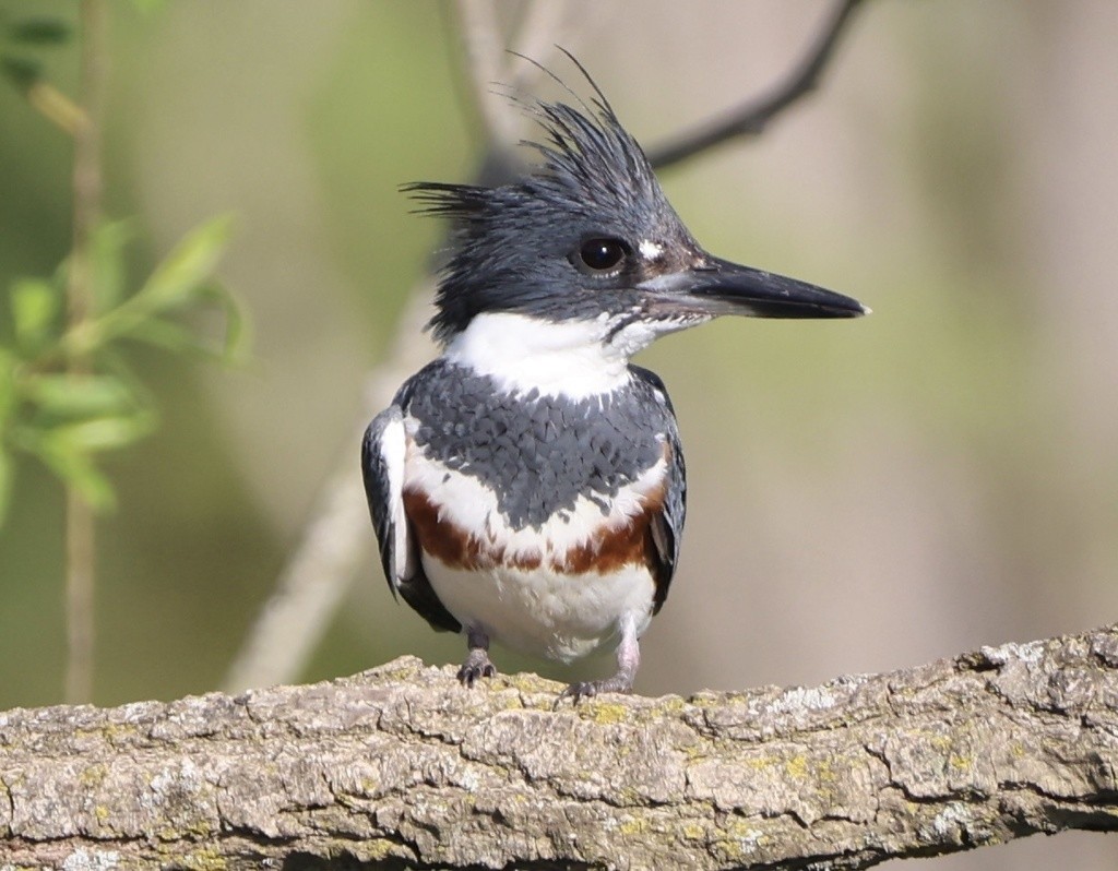 Belted Kingfisher - Michael Gallo