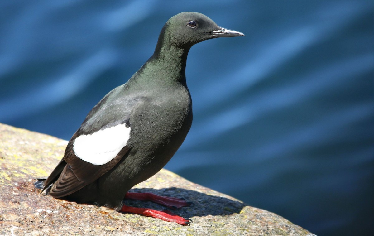 Black Guillemot - ML44927251