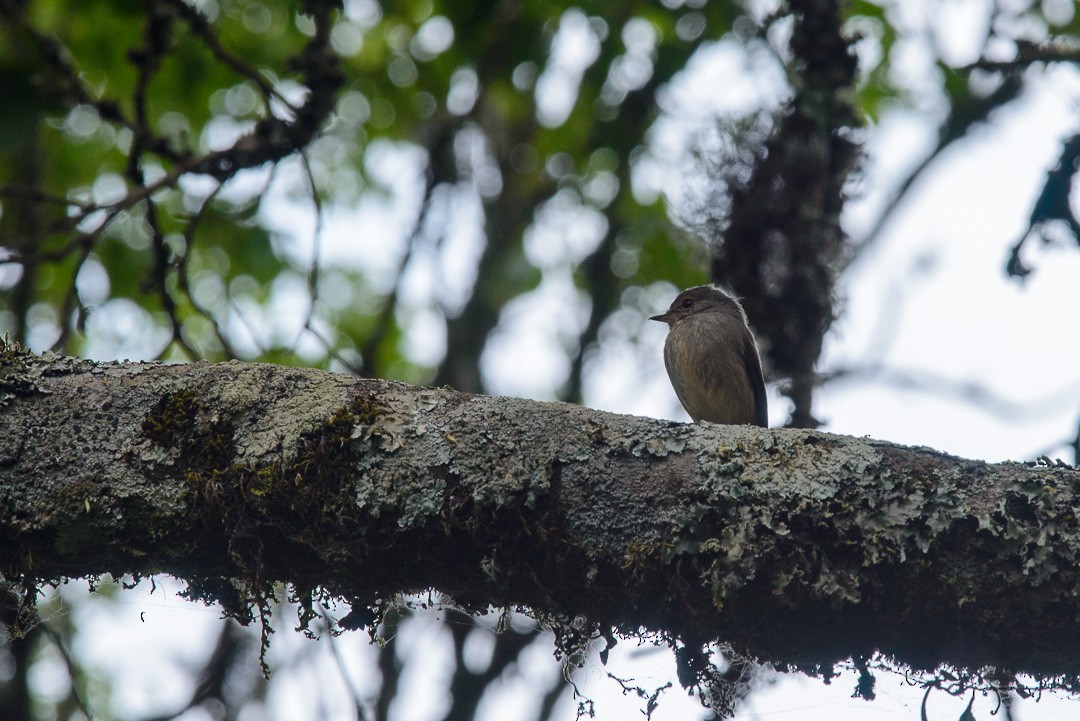 African Dusky Flycatcher - ML449275071