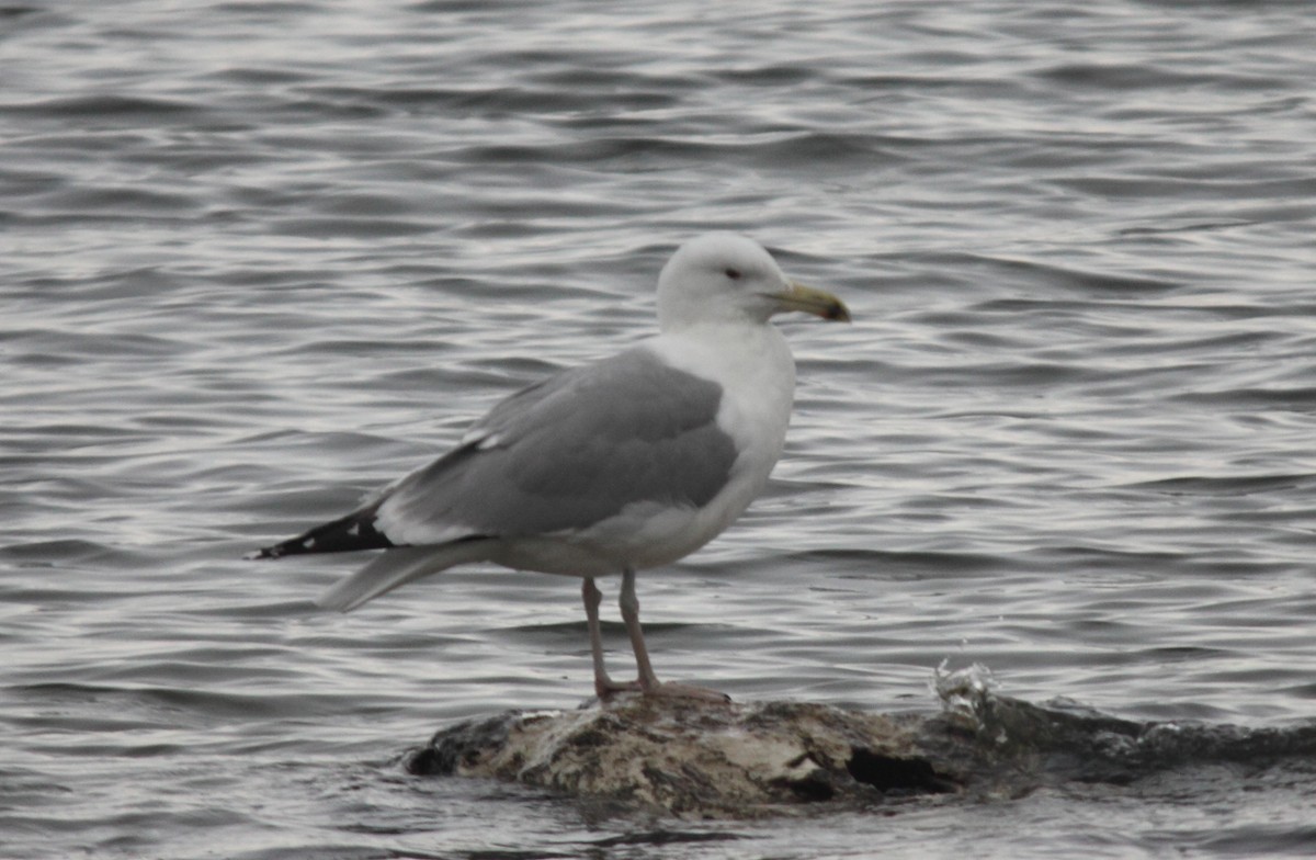 Caspian Gull - ML44927561