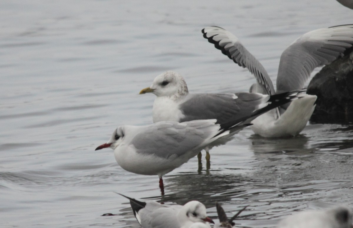 歐亞海鷗 - ML44927571