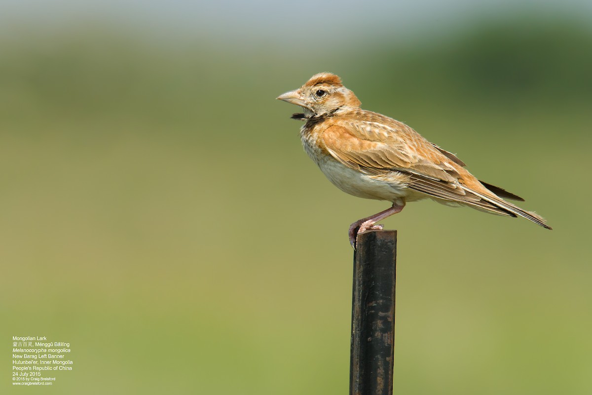 Mongolian Lark - Craig Brelsford