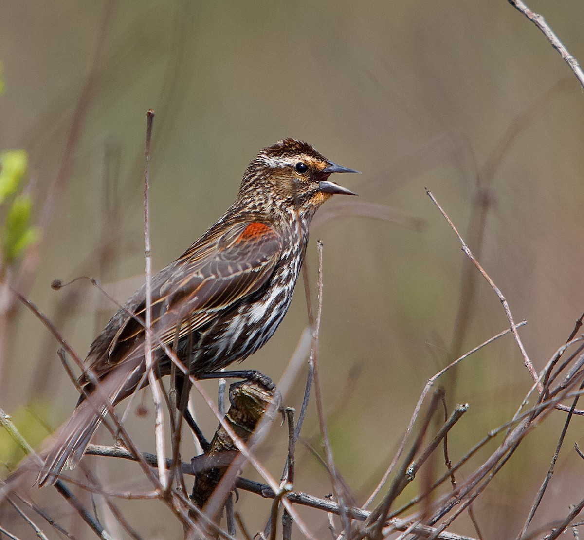 Al Kanatlı Karatavuk - ML449276381