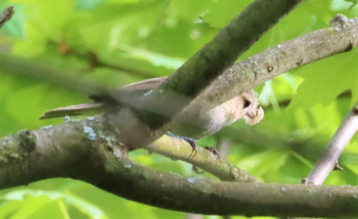 Warbling Vireo - ML449277841