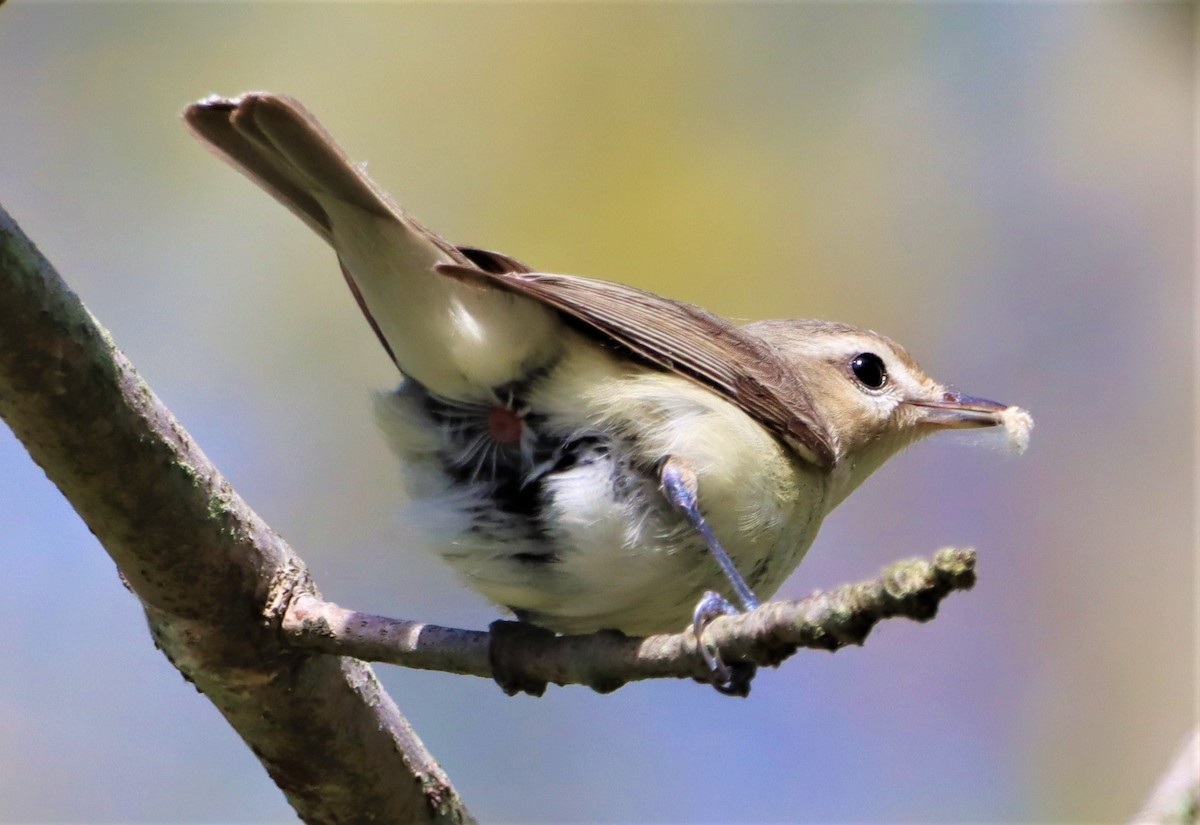 Warbling Vireo - ML449277861