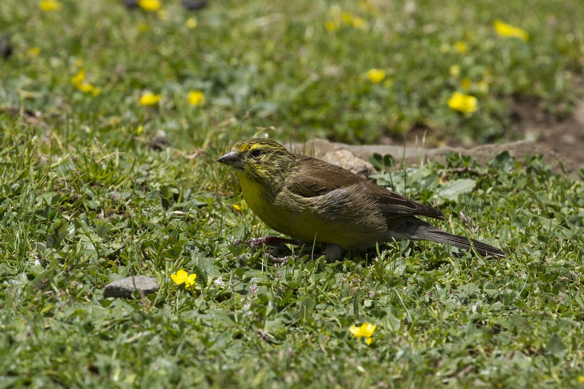 Drakensberg Siskin - Charley Hesse • Naturally Adventurous Podcast