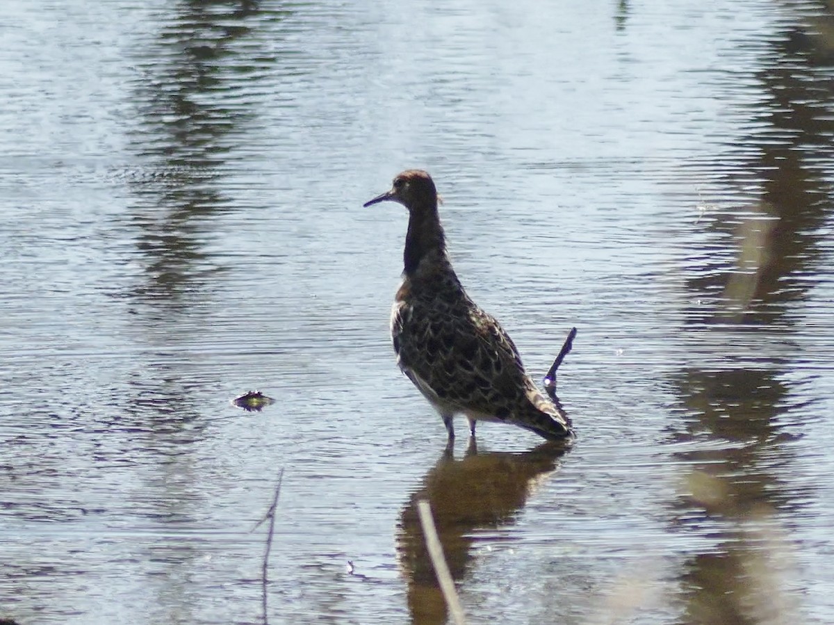 Kampfläufer - ML449279871