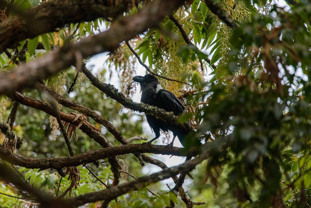 White-necked Raven - ML449280901
