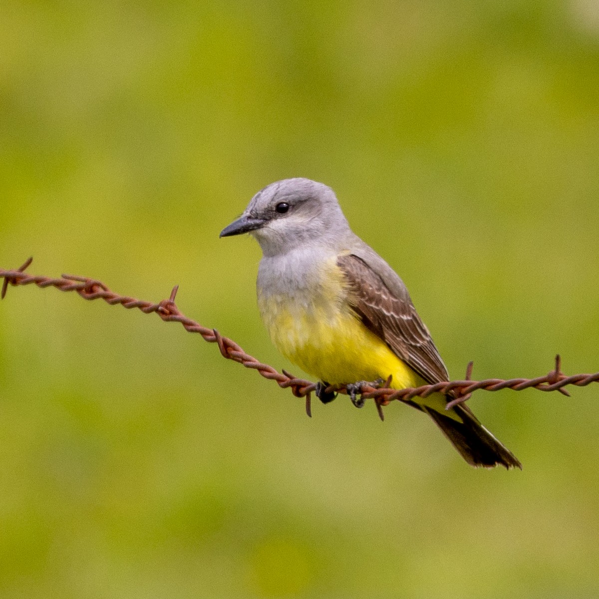 Western Kingbird - ML449281221