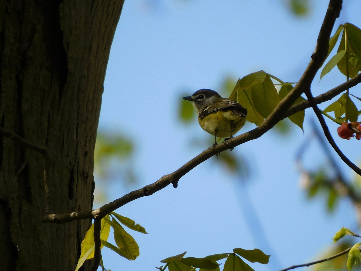 Blue-headed Vireo - ML449284271