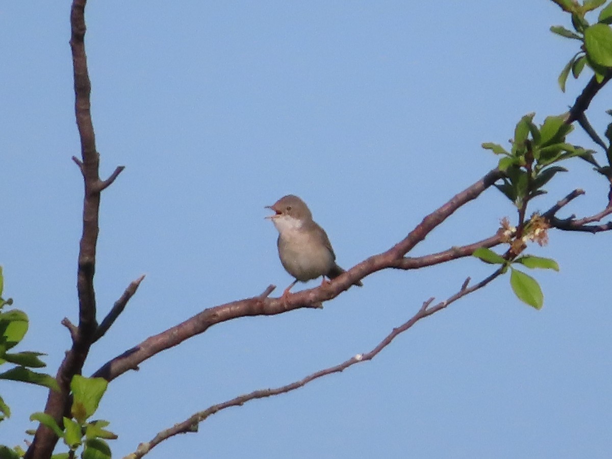 Greater Whitethroat - Linda White