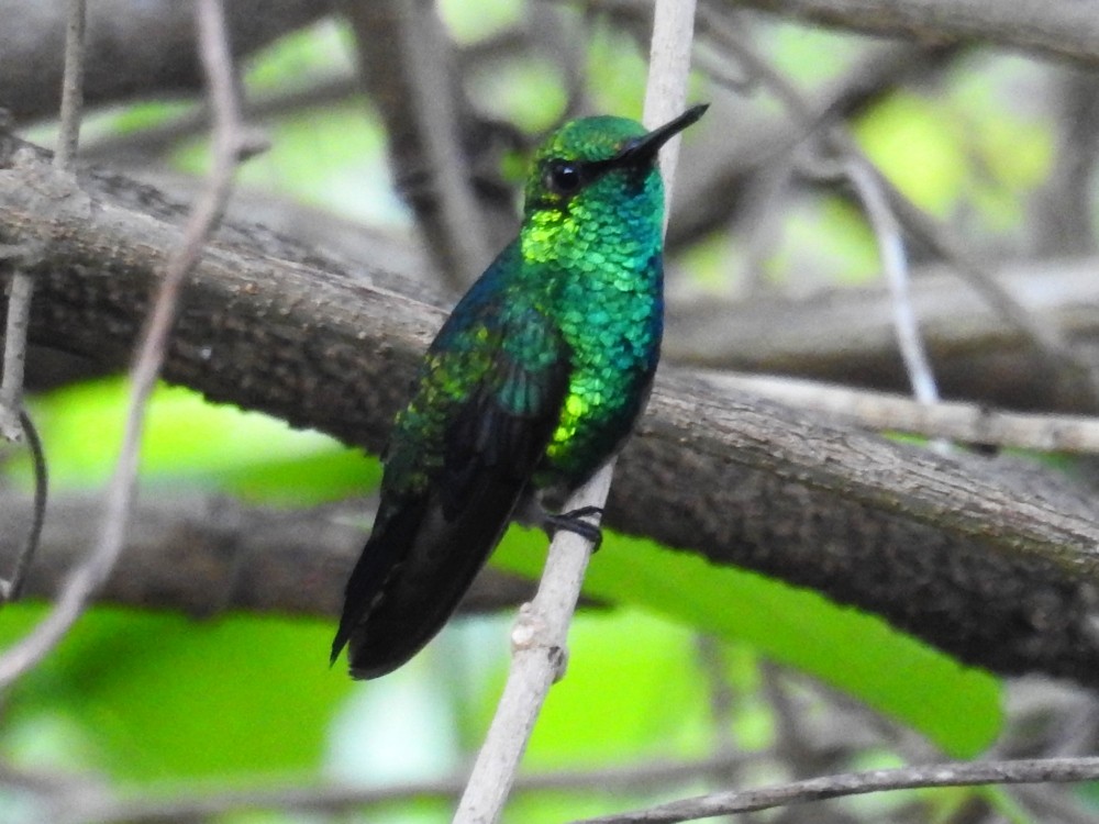 kolibřík modroocasý - ML449286141