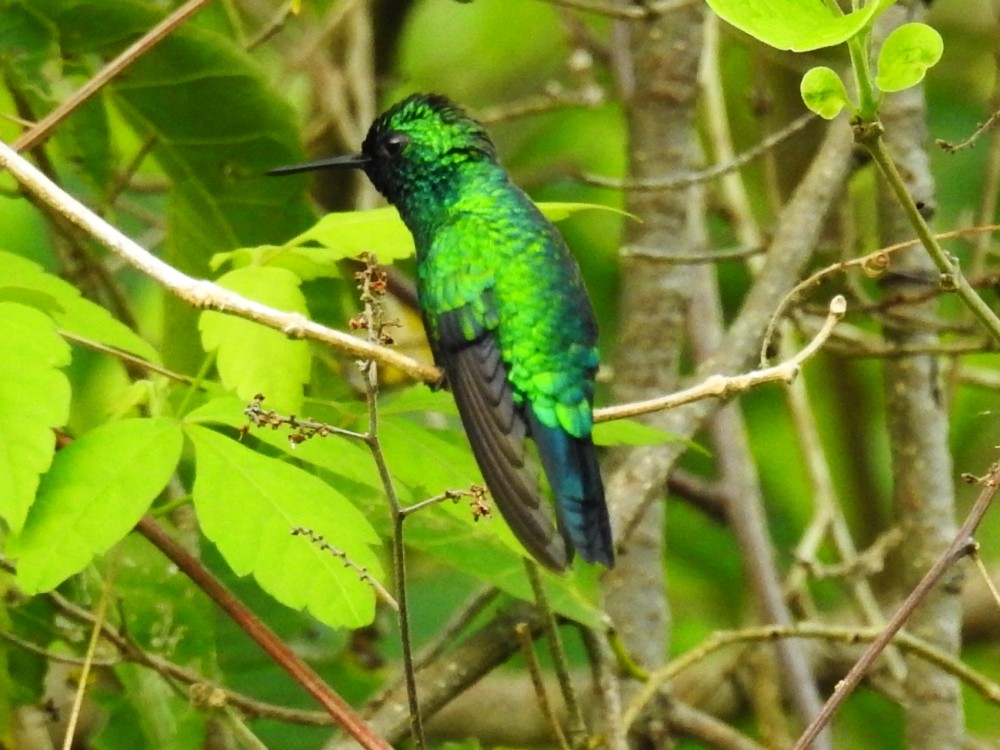 Blue-tailed Emerald - Fernando Nunes