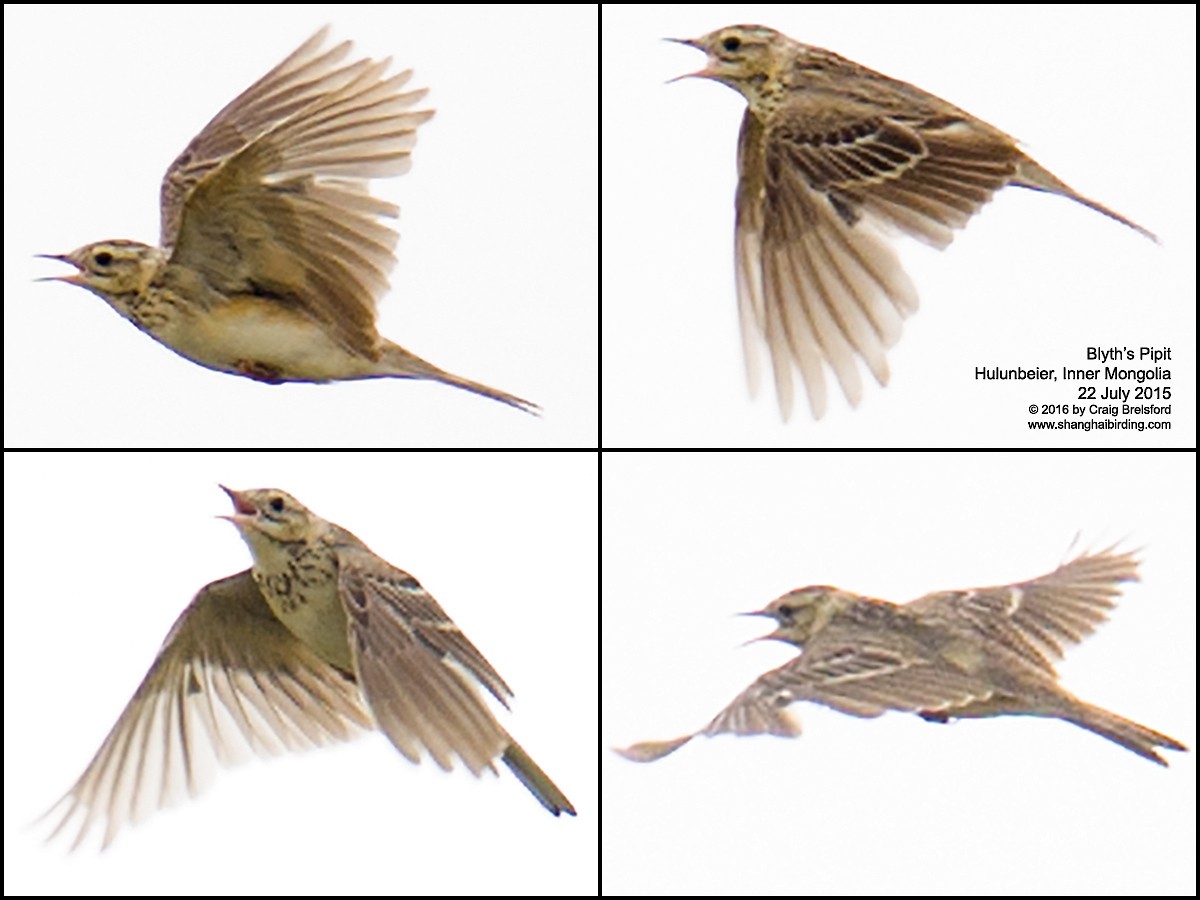 Blyth's Pipit - ML44928691