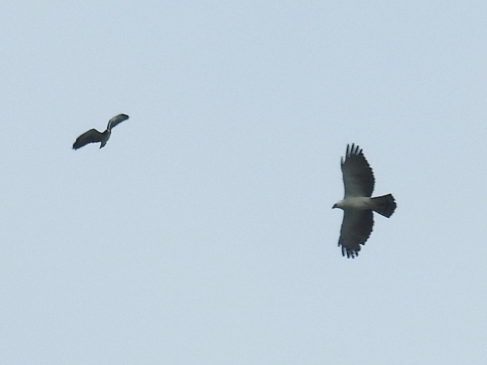 Águila Blanquinegra - ML449287321