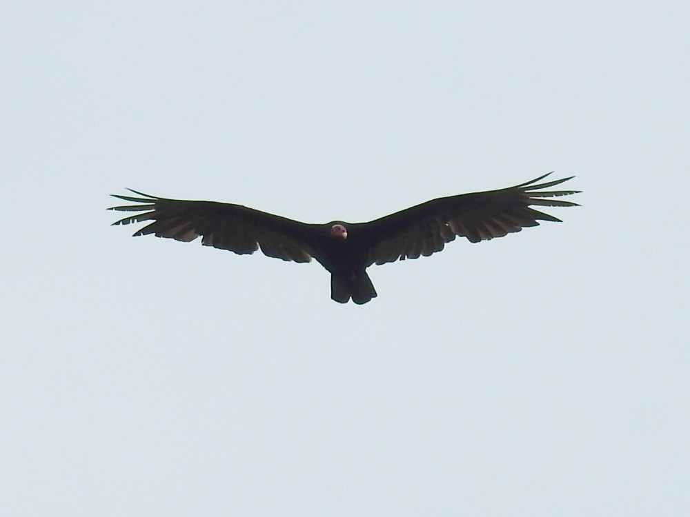 Turkey Vulture - ML449287361