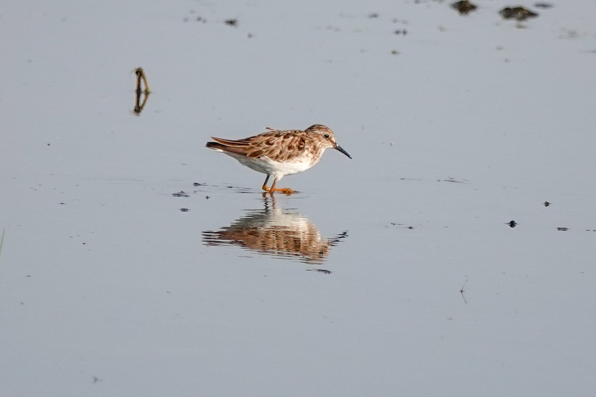 Least Sandpiper - Larry Theller