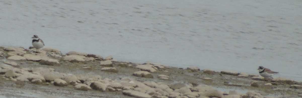 Semipalmated Plover - ML449288421