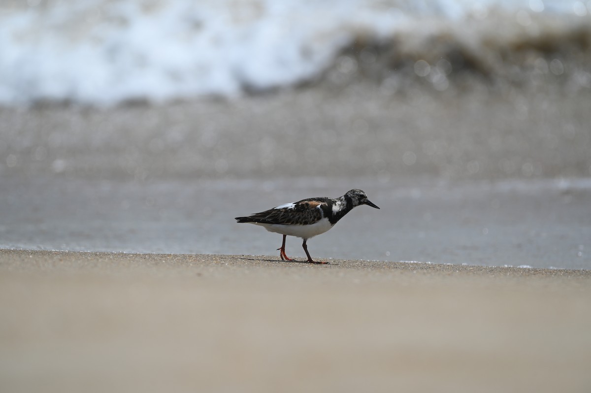 Ruddy Turnstone - ML449288521