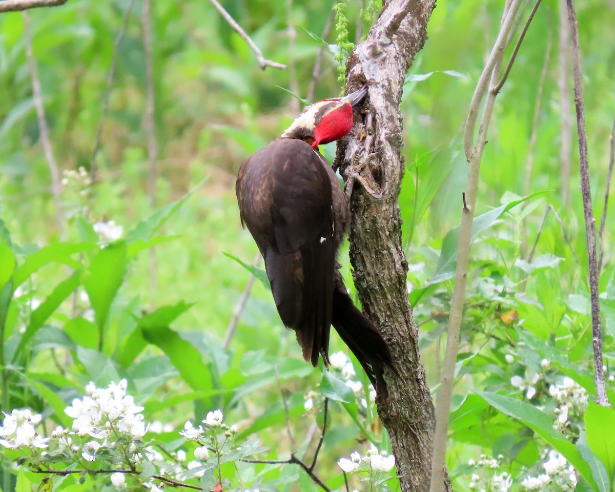 Pileated Woodpecker - ML449288551