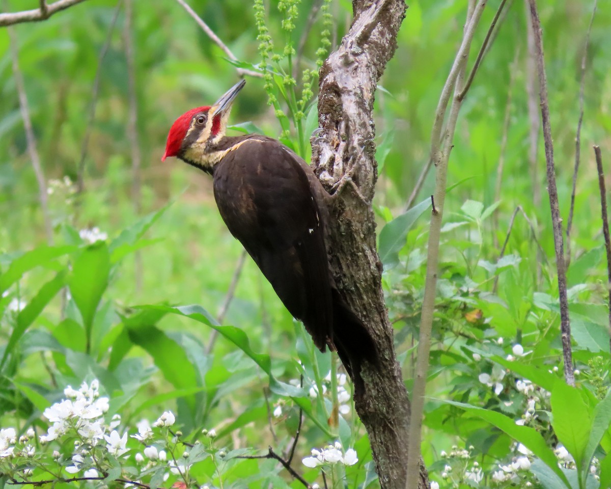 Pileated Woodpecker - ML449288611