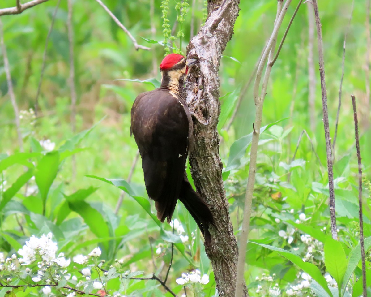 Pileated Woodpecker - ML449288631