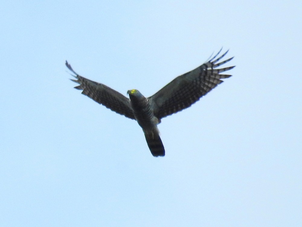 Hook-billed Kite - ML449288641