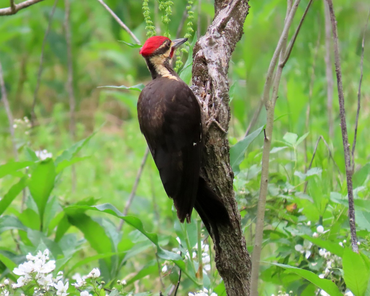 Pileated Woodpecker - ML449288701