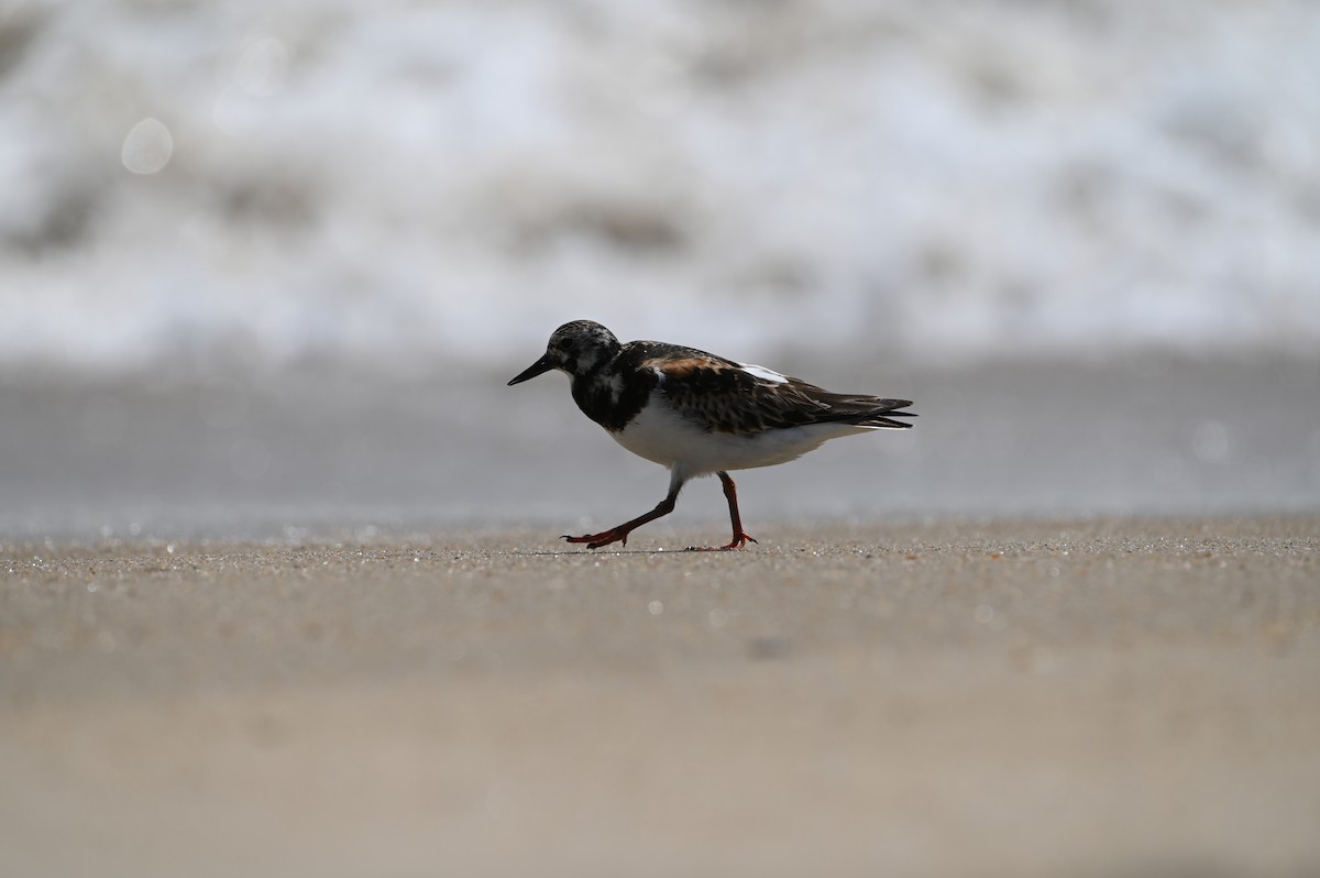 Ruddy Turnstone - Brian Brown