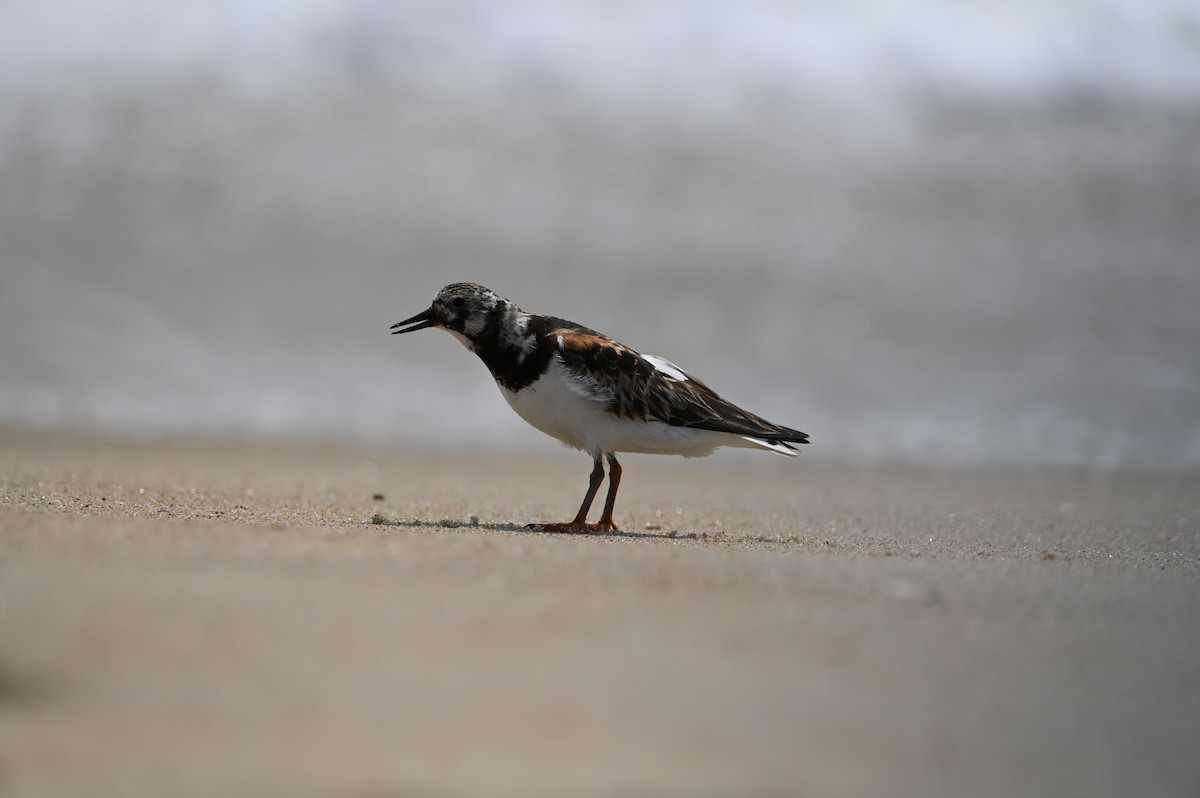 Ruddy Turnstone - Brian Brown