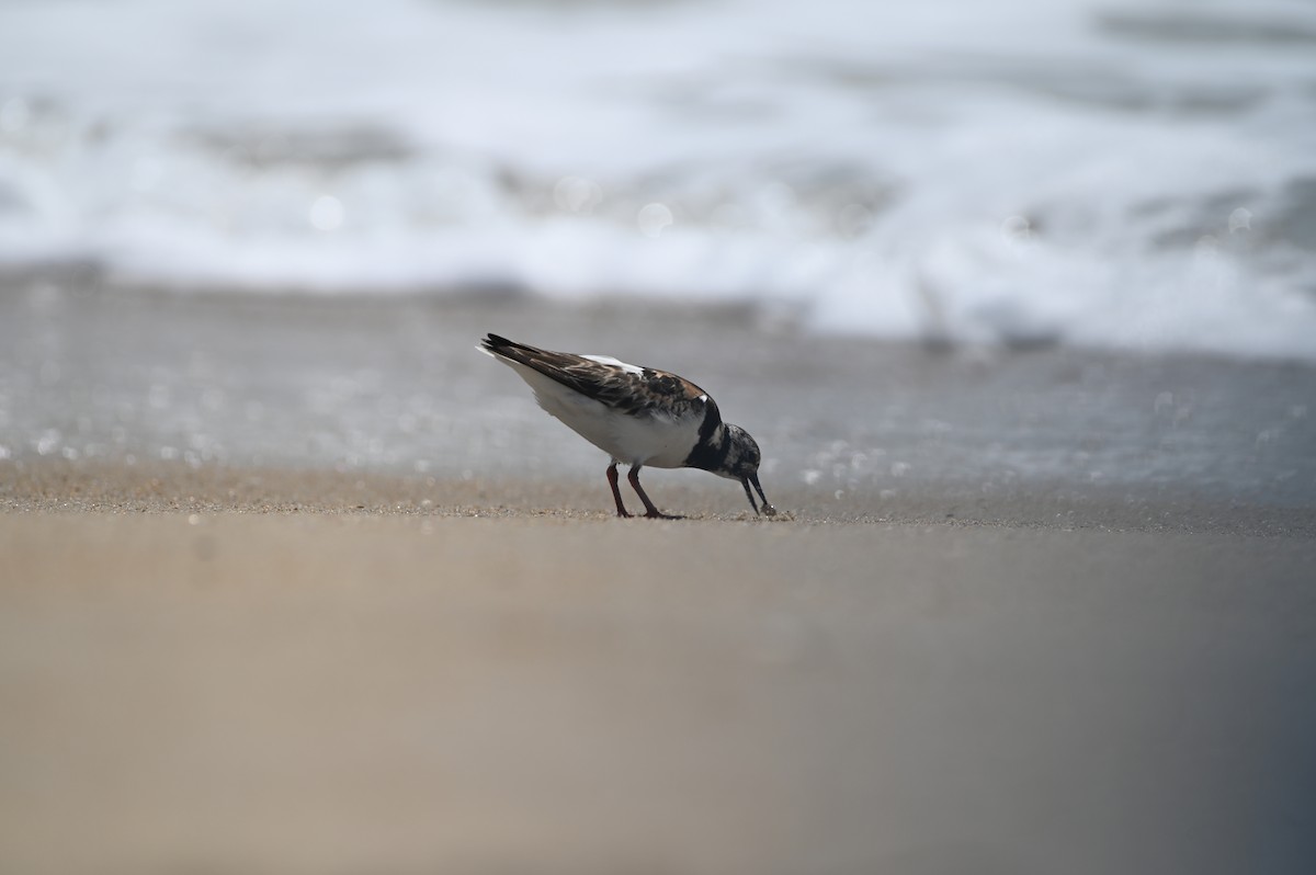 Ruddy Turnstone - Brian Brown