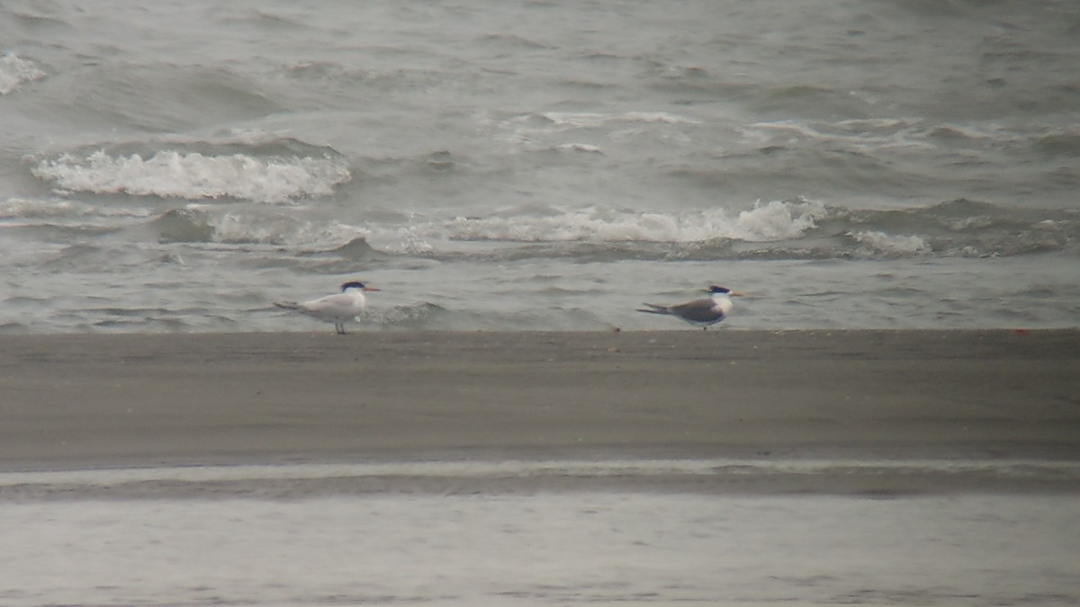 Chinese Crested Tern - ML449289751