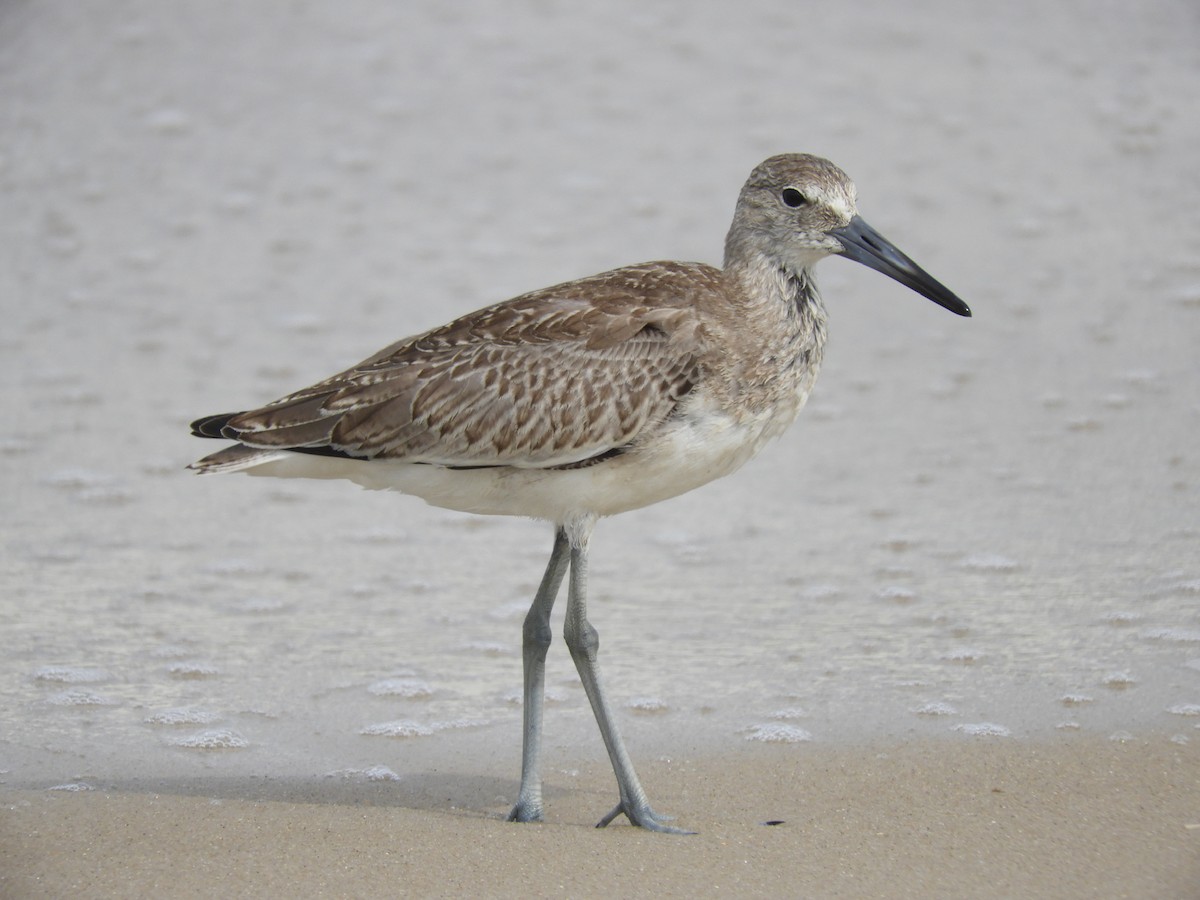 Willet - ML449289761