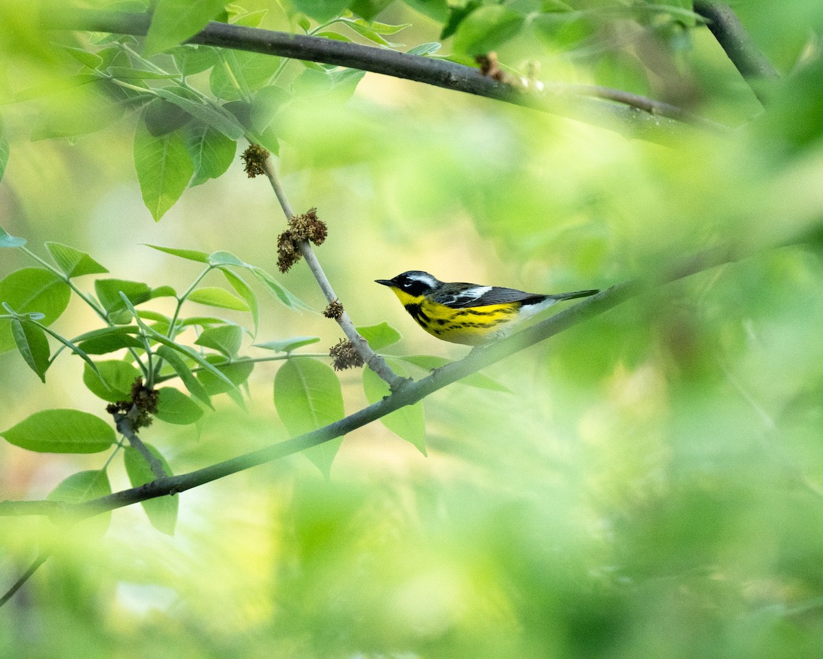 lesňáček tajgový - ML449289911