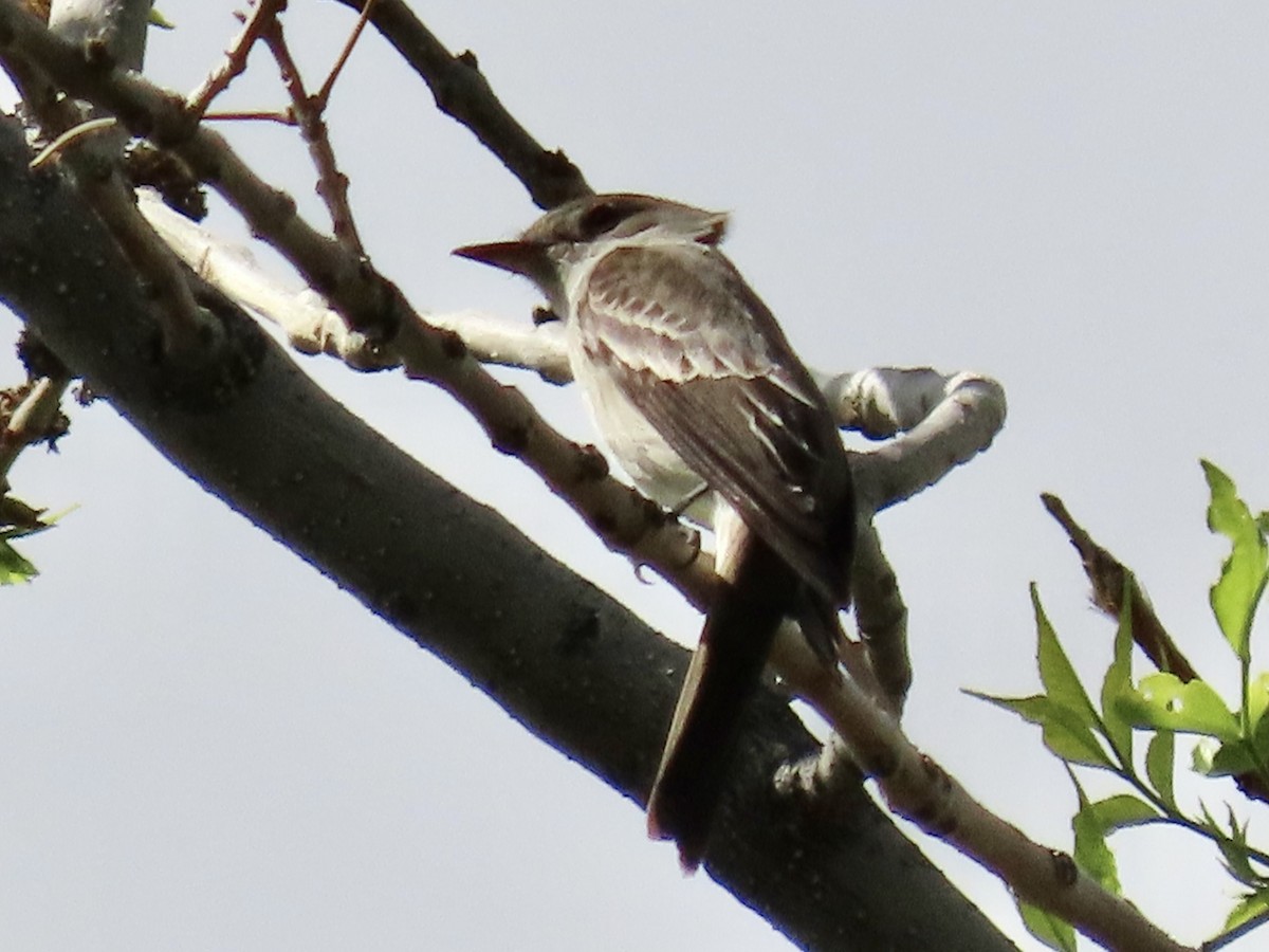 Western Wood-Pewee - ML449290061