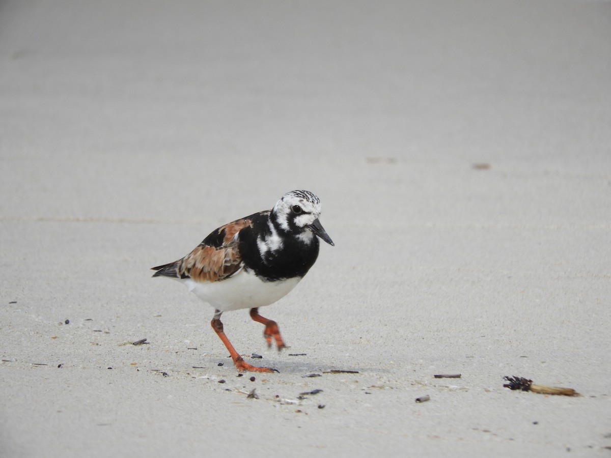 Ruddy Turnstone - ML449290201