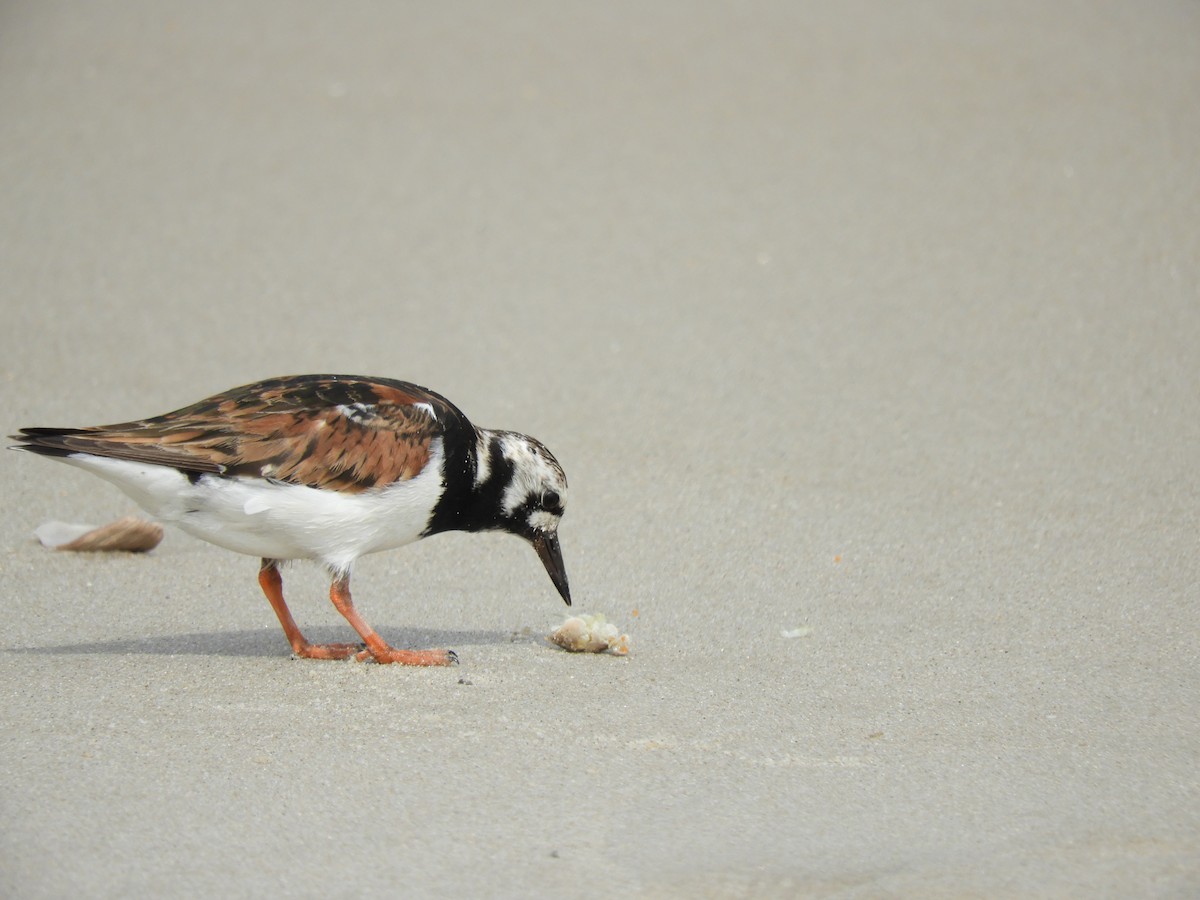 Ruddy Turnstone - Brian Brown