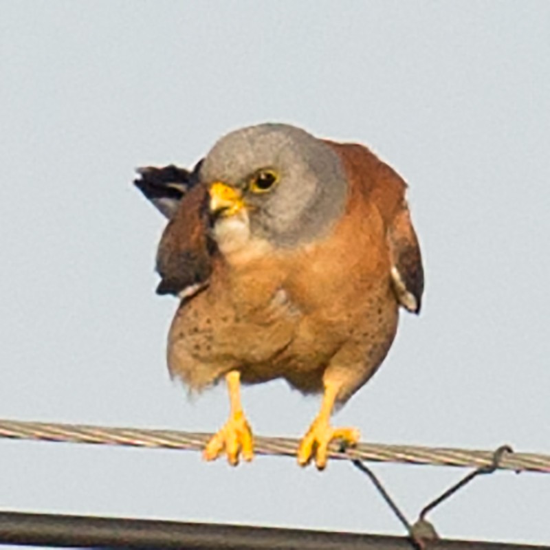 Lesser Kestrel - Craig Brelsford