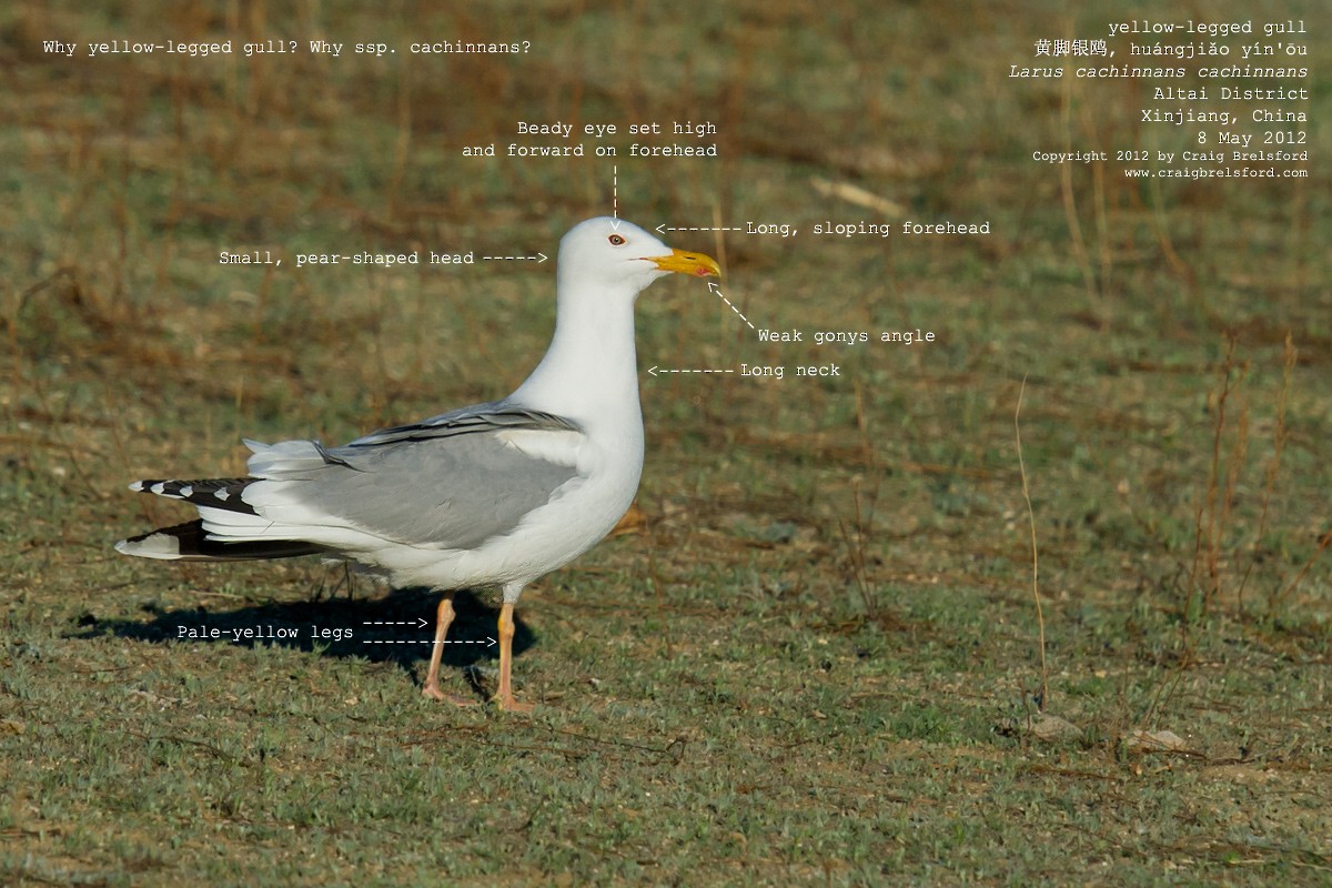 Caspian Gull - Craig Brelsford