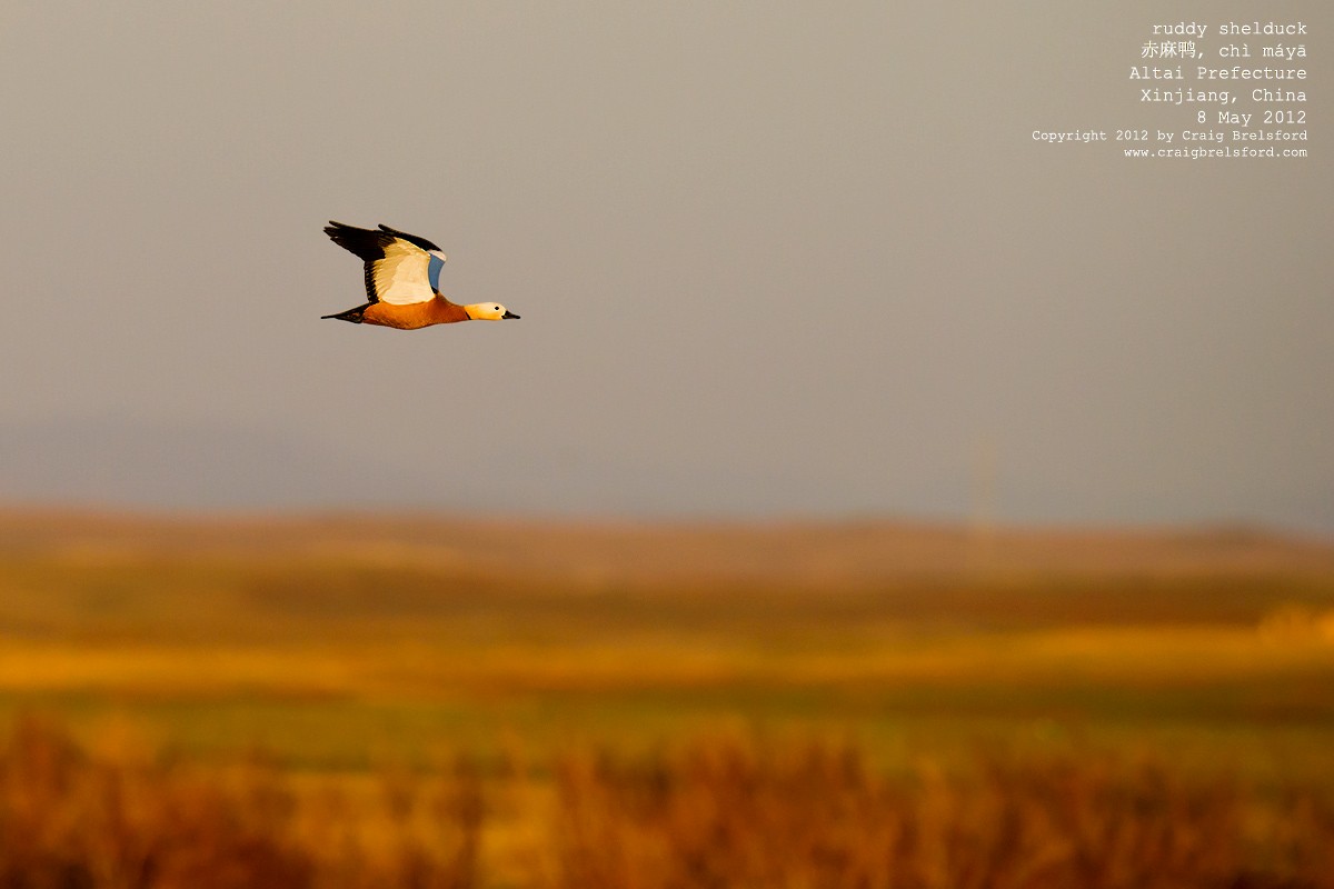 Ruddy Shelduck - Craig Brelsford