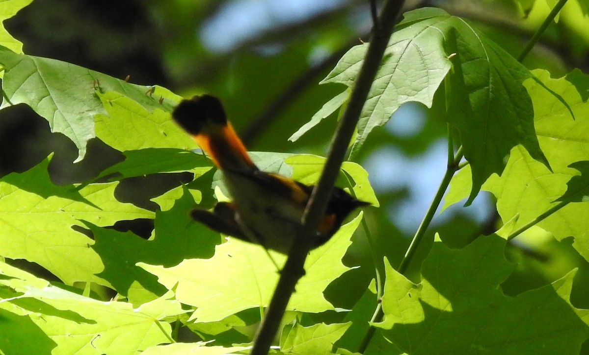 American Redstart - ML449293951