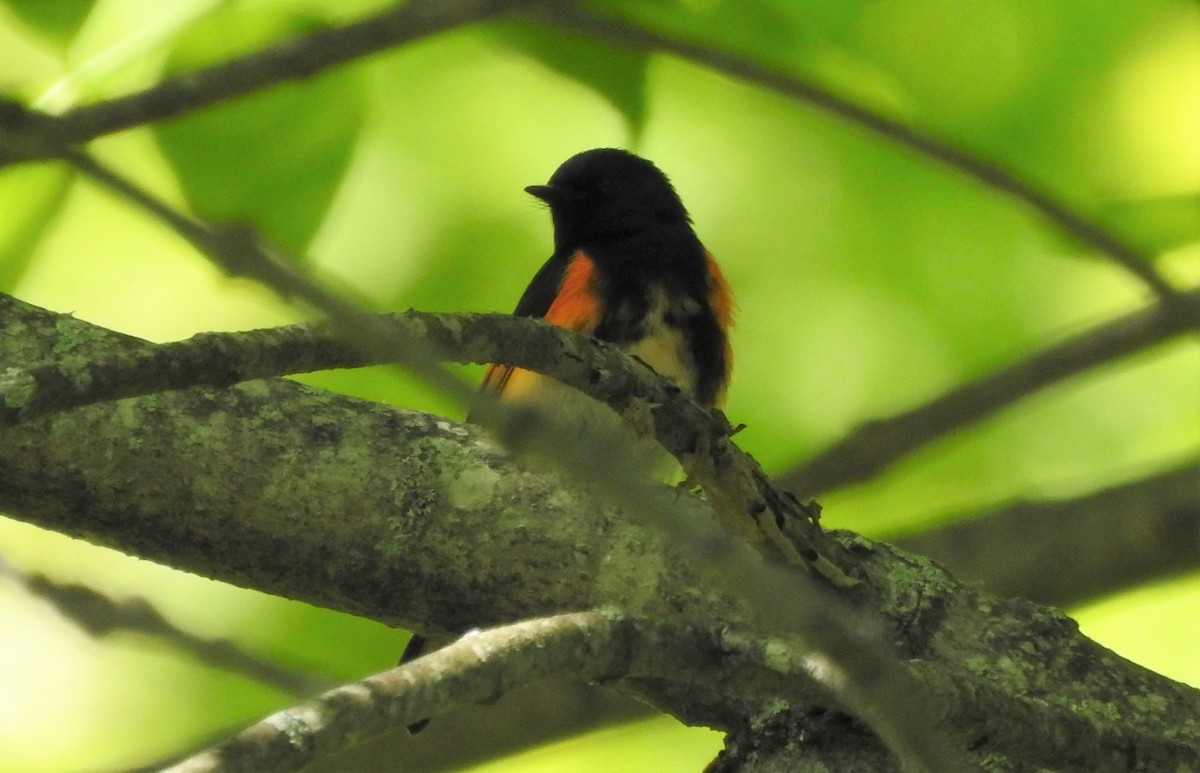 American Redstart - ML449293961