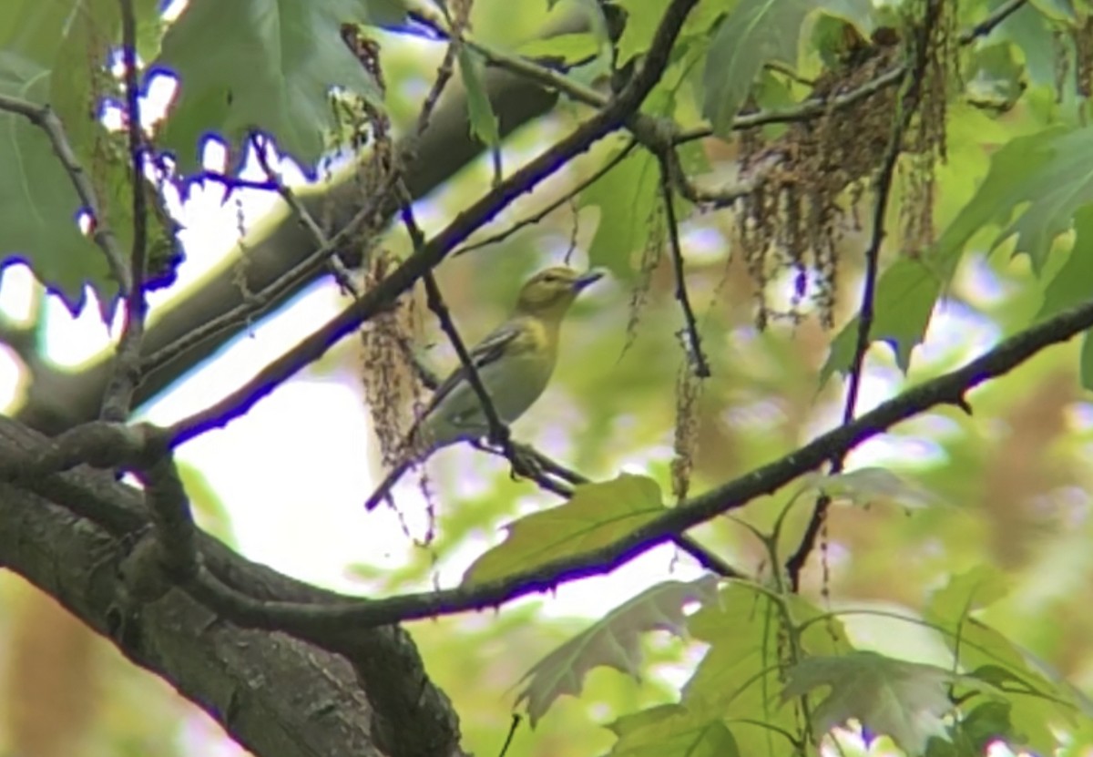 Yellow-throated Vireo - ML449294271