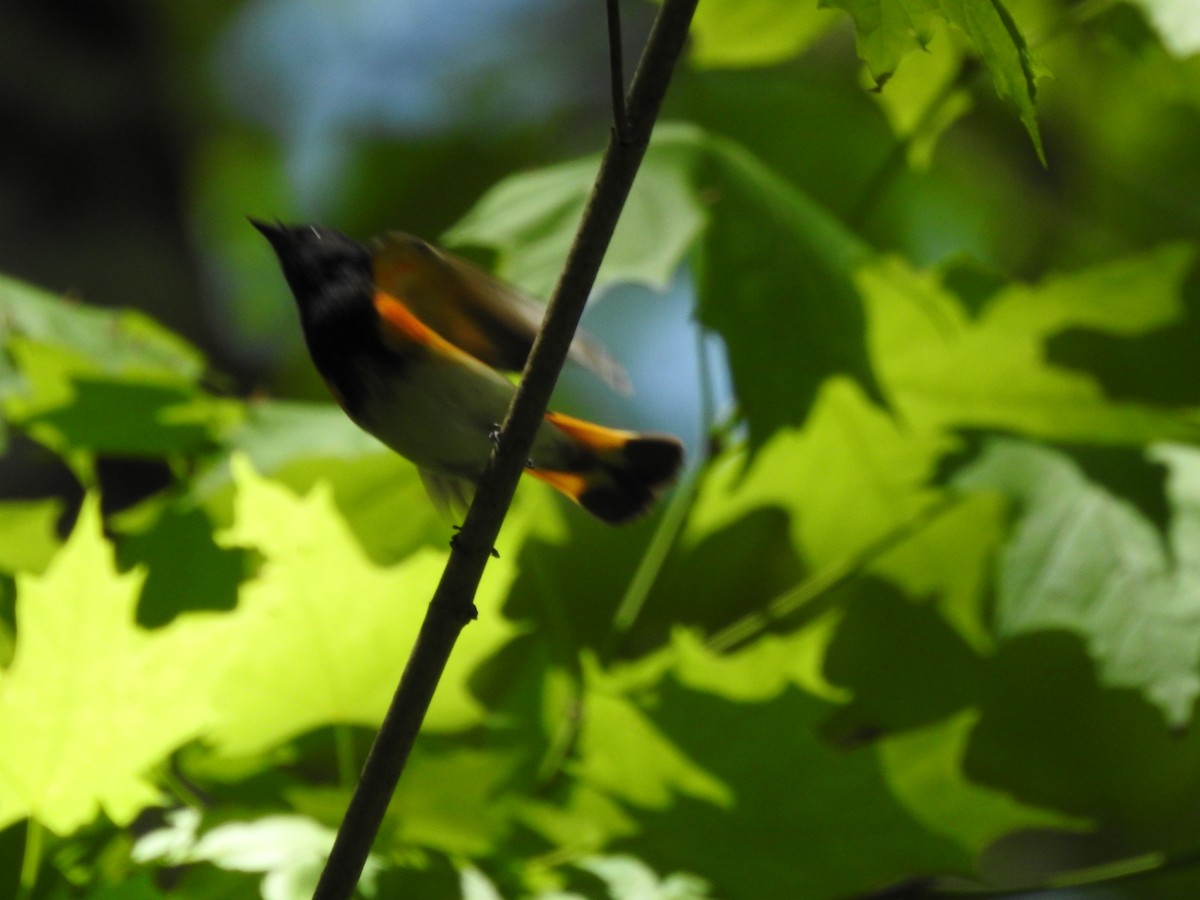 American Redstart - ML449294751