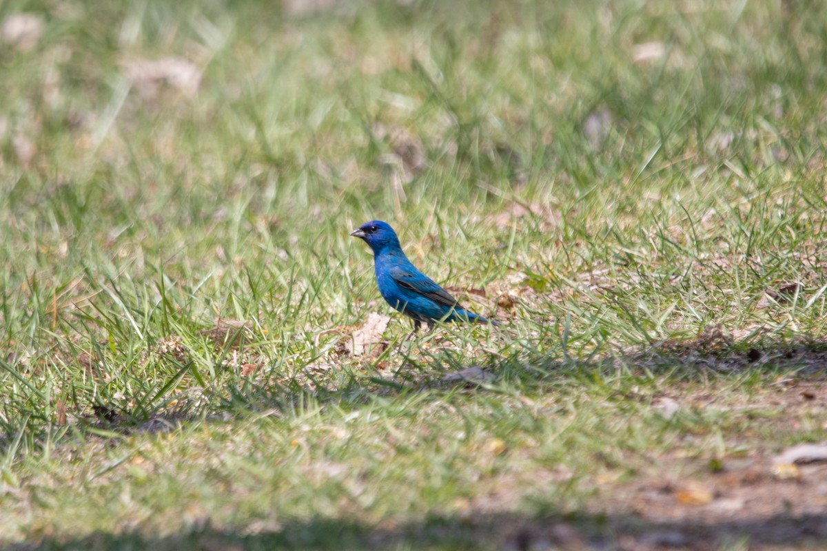 Indigo Bunting - ML449295101